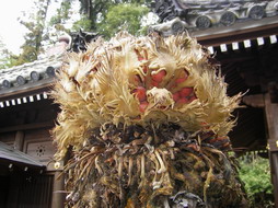 泰勝寺梅見「ソテツの実」