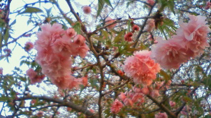 八重桜09040601