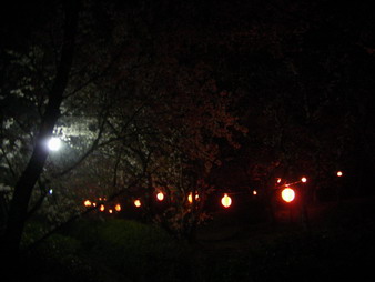 蛇ヶ谷公園夜桜