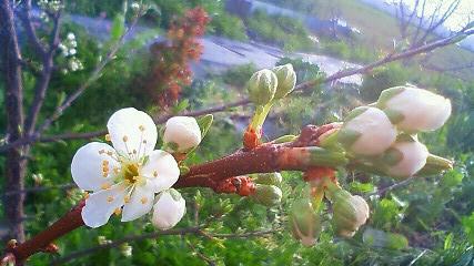 あおぞら菜園10031208