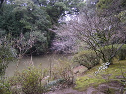 泰勝寺梅見「梅と池」