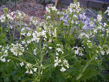 大根の花