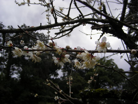 泰勝寺梅見「梅アップ」