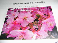 河津桜