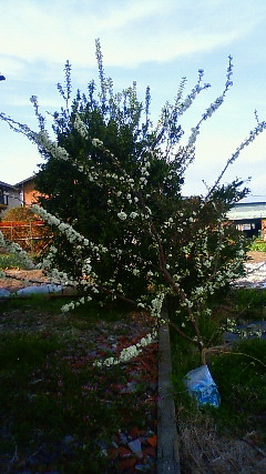 あおぞら菜園