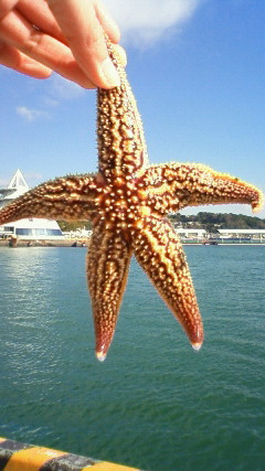 三角港釣り第4 弾09020105