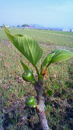 あおぞら菜園7