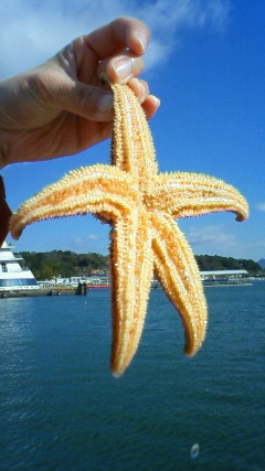 三角港釣り第4 弾09020106