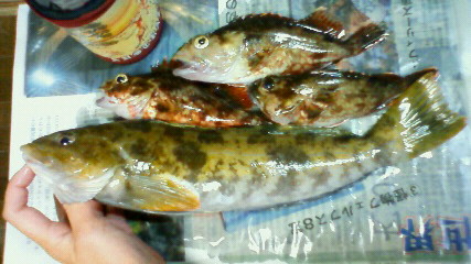 三角港釣り第4 弾09020108