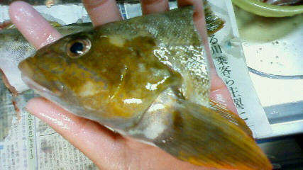 三角港釣り第4 弾09020109