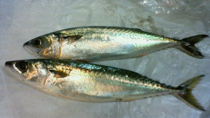 三角港釣り第4 弾10