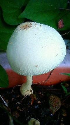 あおぞら菜園