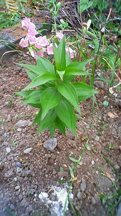 あおぞら菜園