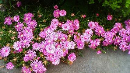 あおぞら菜園