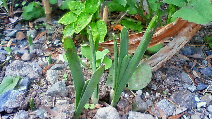 あおぞら菜園2