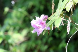 IMG_0625花.jpg