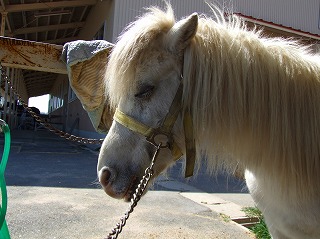 居眠りの馬さん＾＾