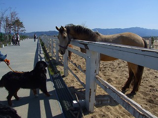 馬と犬＾＾