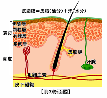 皮脂膜
