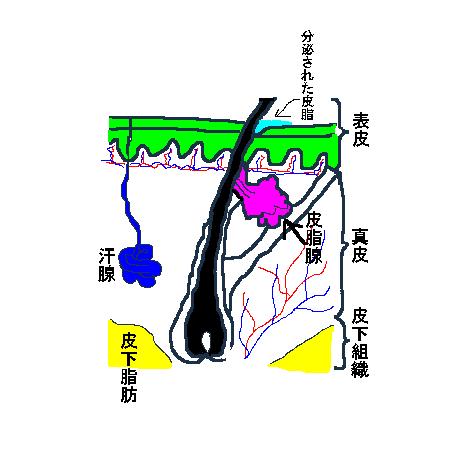 汗腺と皮脂腺