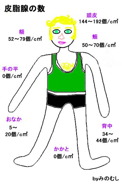 皮脂腺の数