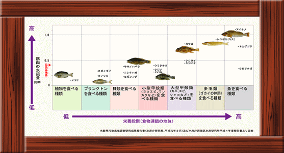 魚の水銀含有量