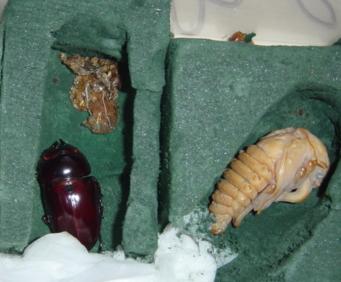 ♂はまだか・・