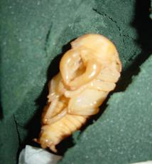 けっこうでかいかも