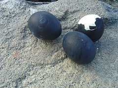 240px-Hakone_black_egg_dsc05310黒卵.jpg