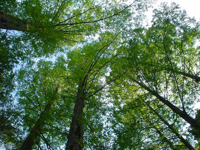 日本民家園　森