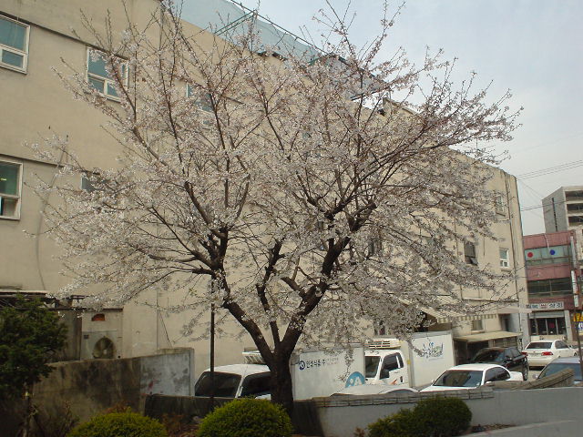 SEOULの桜