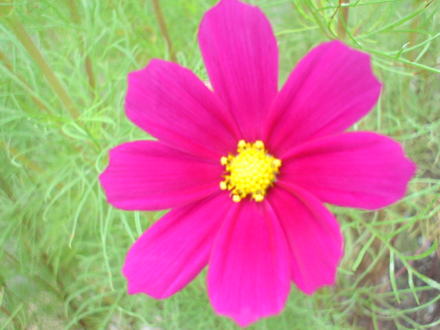 Kousyu 2007 (44).JPG