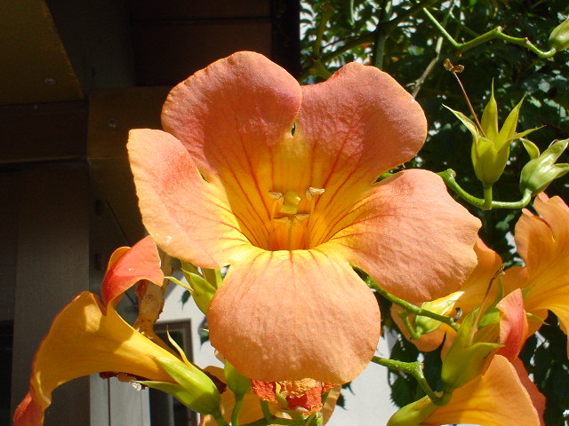 Kousyu 2007 (11).JPG