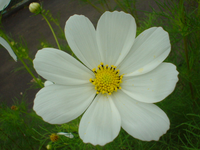 Kousyu 2007 (46).JPG