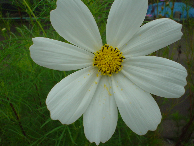 Kousyu 2007 (45).JPG