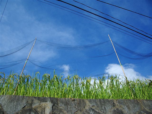 Suwa 2007 (70)_R.jpg