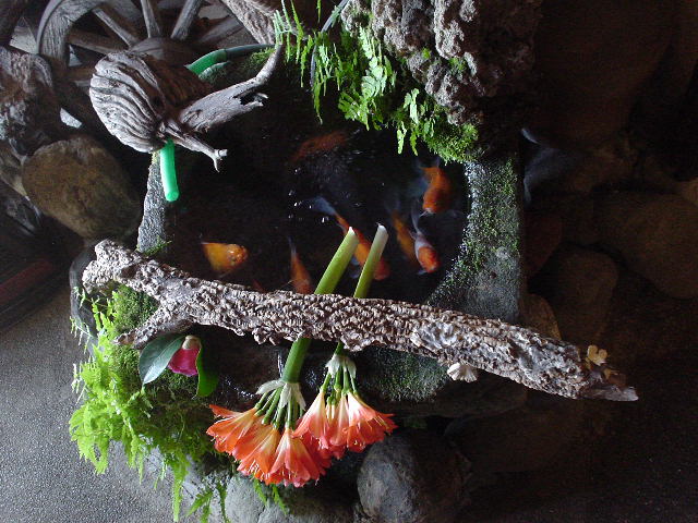 手打ち庵の巨大金魚