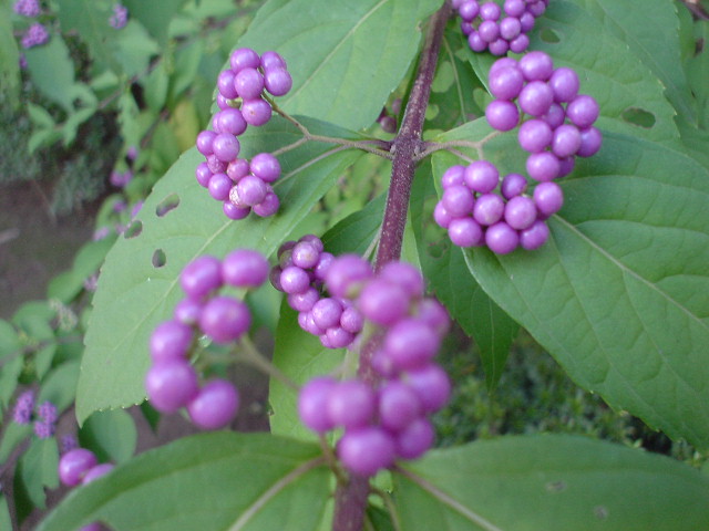 Kousyu 2007 (19).JPG