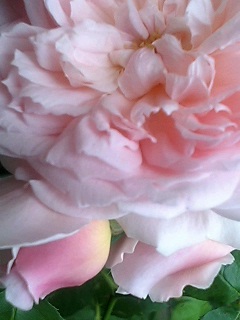 きゃさりん080528-2