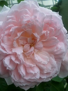 きゃさりん080528-3