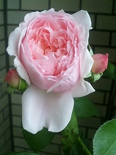 きゃさりん080530