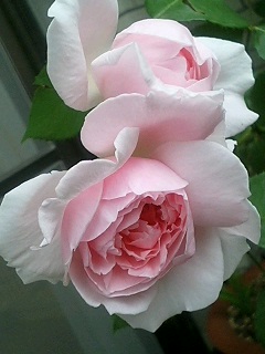 きゃさりん080530-2