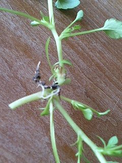 ぺてぃーと080215