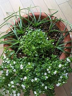 寄せ植え080215-2