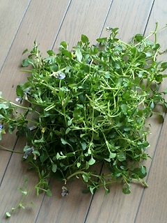 ぺてぃーと080215-2