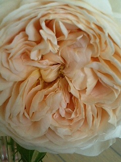 あんぶりっじ080508-2