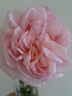 あんぶりっじ080217