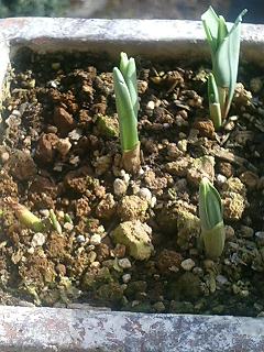 すのーどろっぷ080208-2