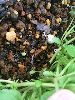 あんじぇりけ080208