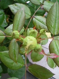 あんぶりっじ080523-2